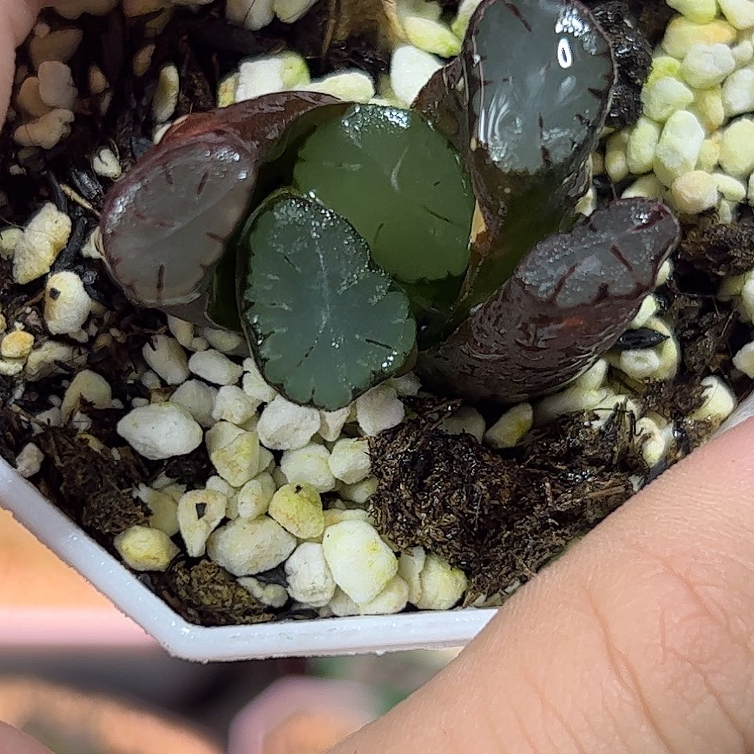 大爆炸万象十二卷多肉