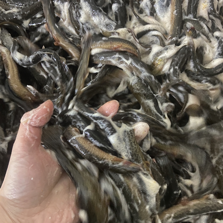 东北冷水野生泥鳅5斤顺丰包邮