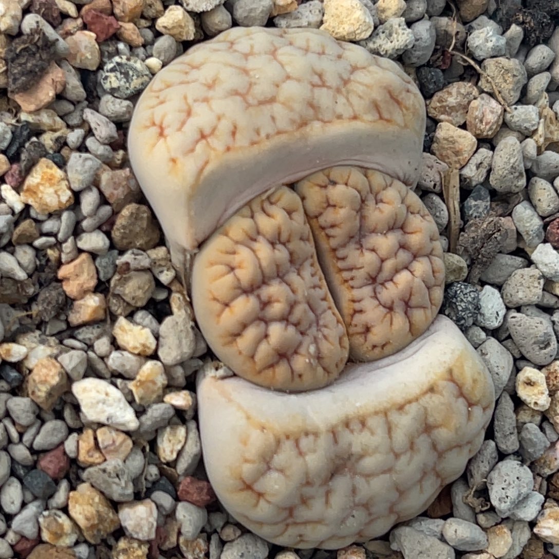 7639凹凸拿铁189球体