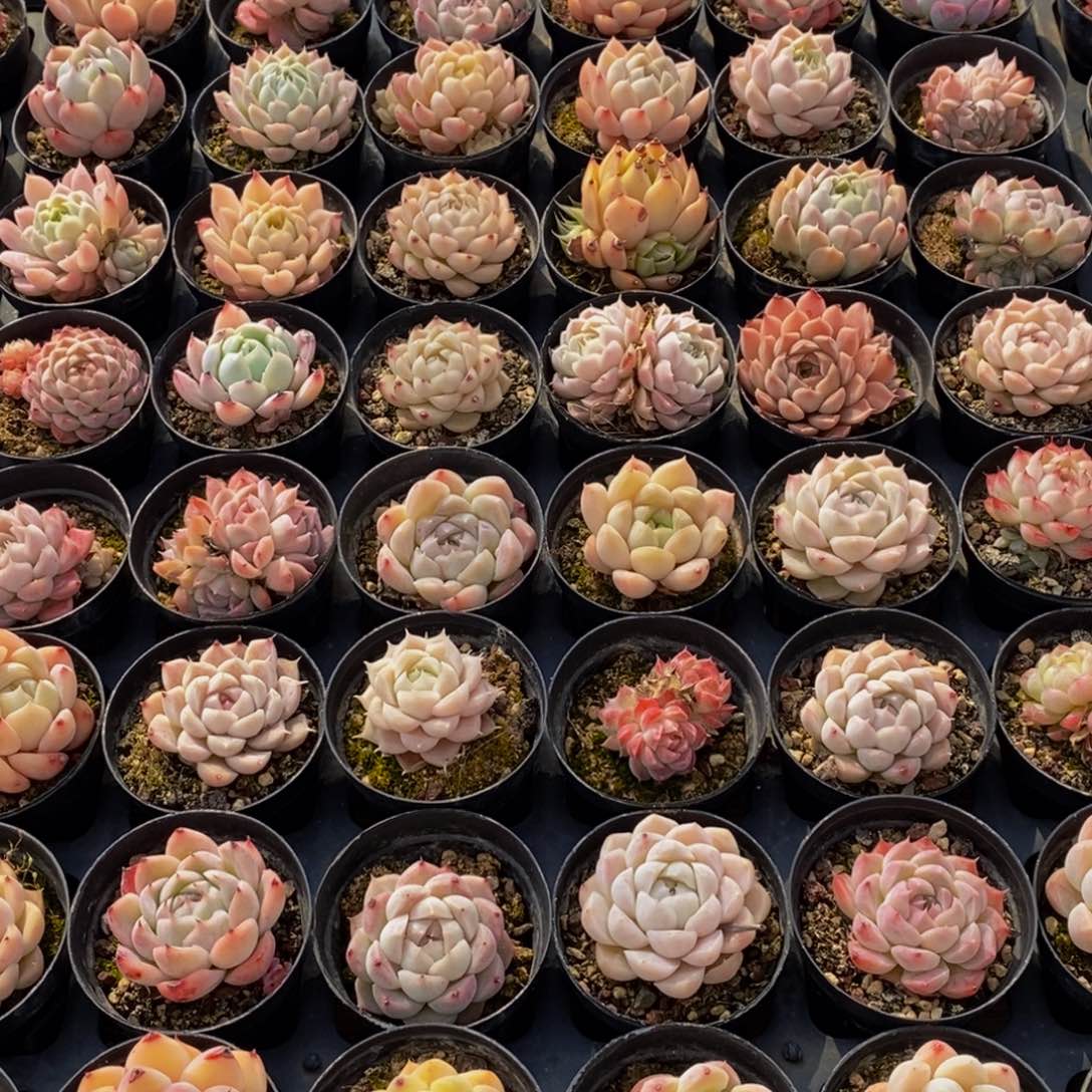 435的人生态度是一种