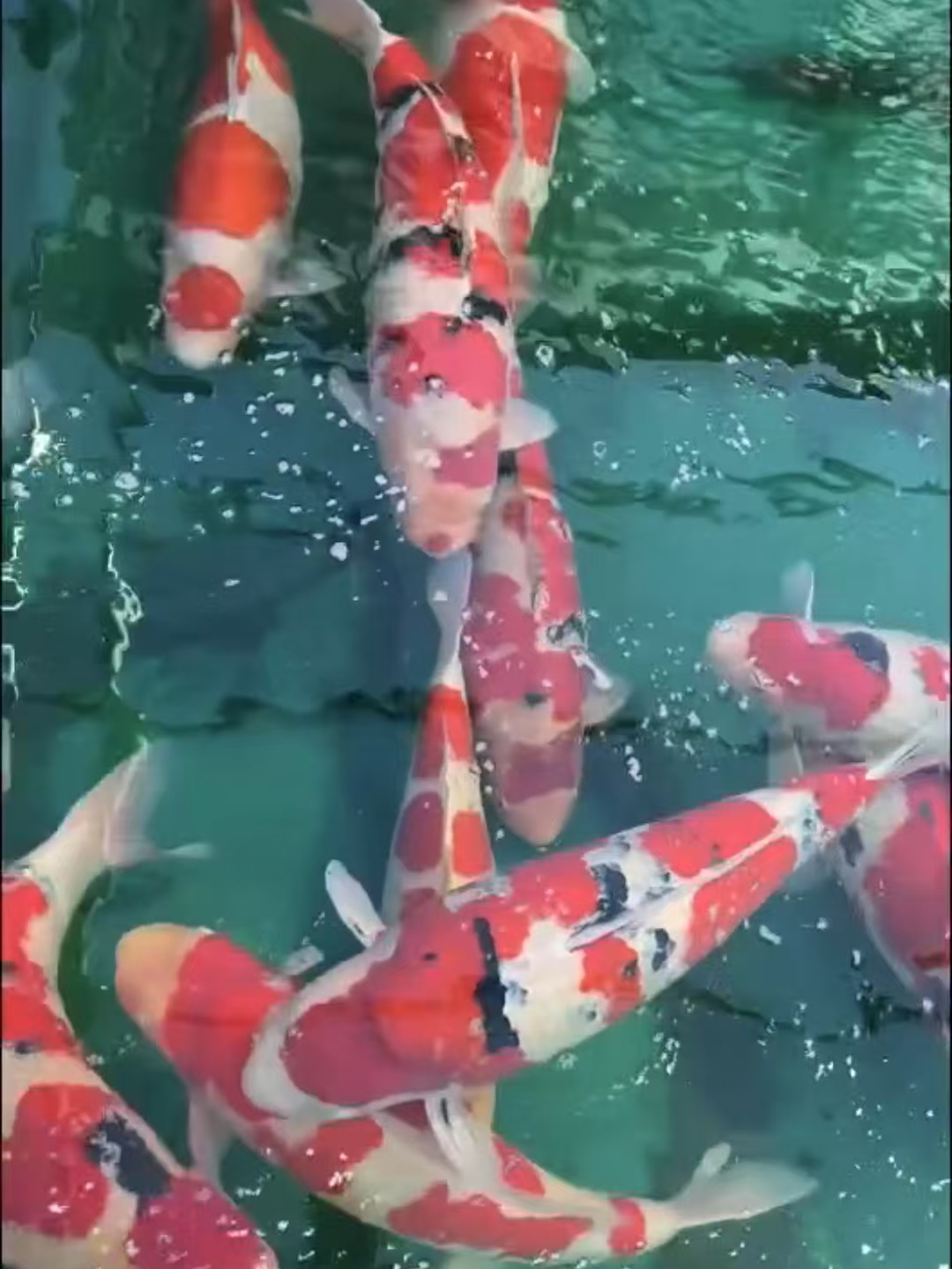 锦鲤观赏鱼精品锦鲤直播间链接对版发货