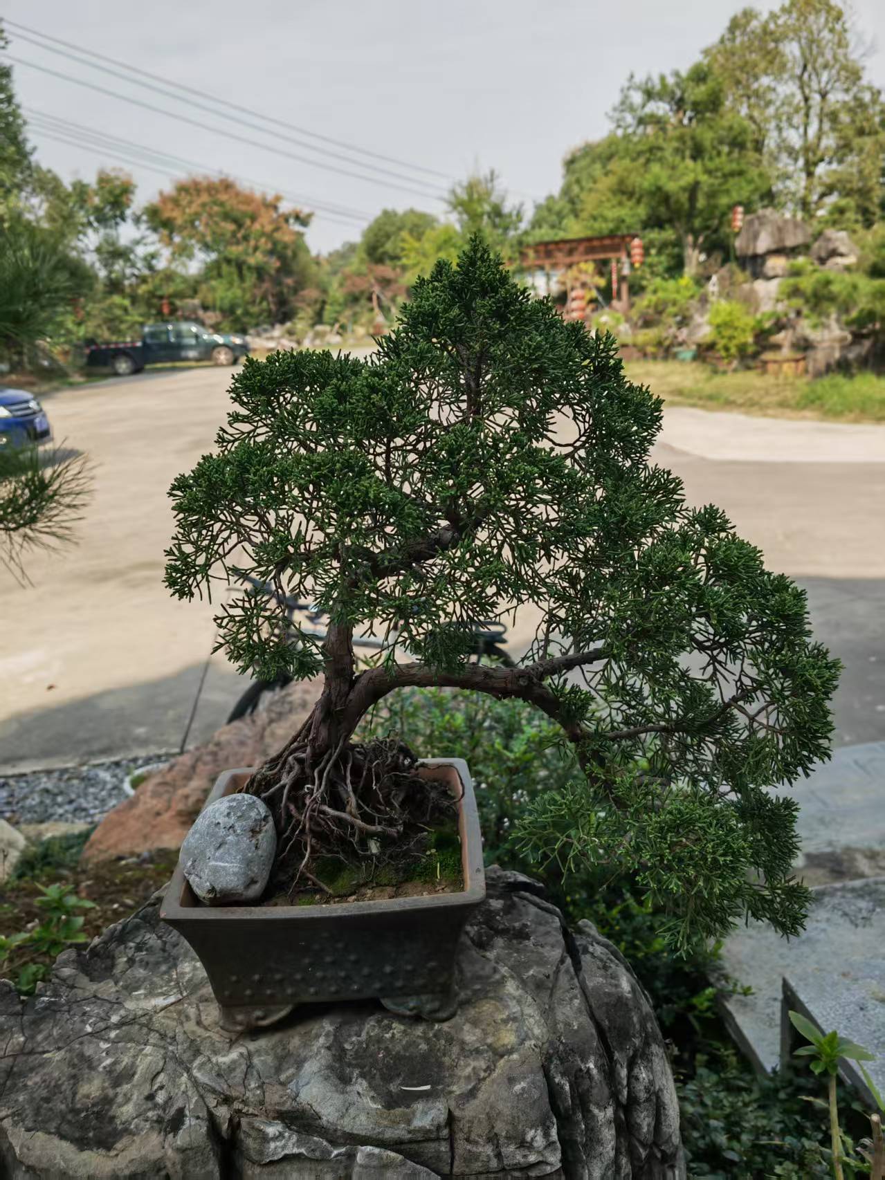 【一物一拍】济州真柏精品盆景（图片仅供参考，以拍品实物为准）