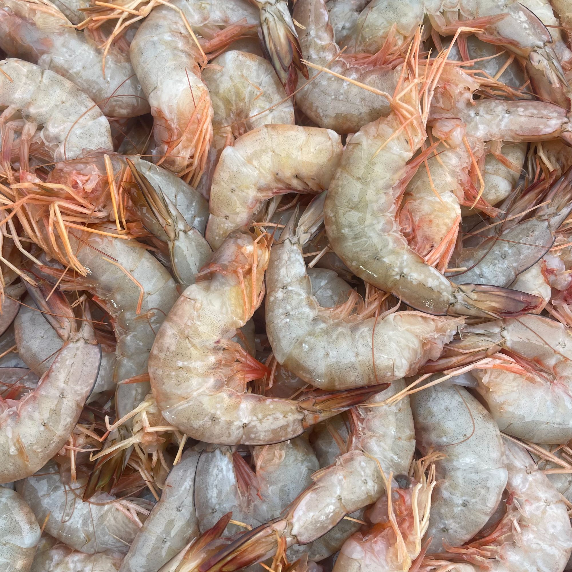 【软皮去头海虾钱】软皮去头海虾钱 个大味美 有部分断的软皮