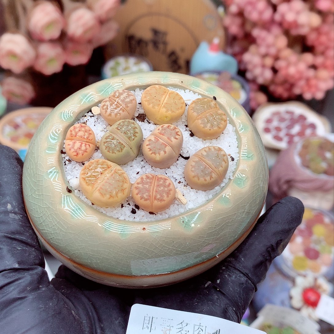 生石花满18包邮10-147