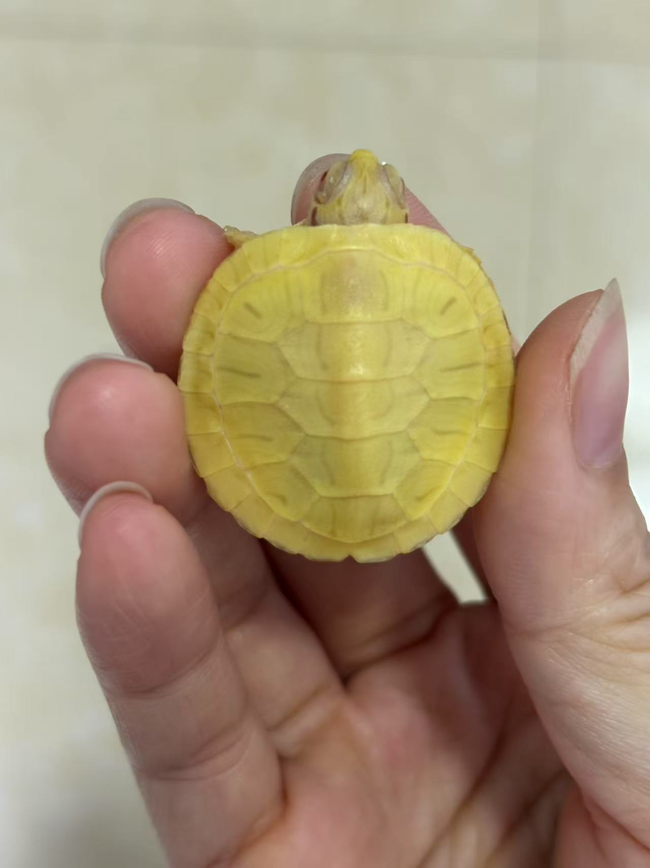 直播挑选变异巴西龟活体宠物鱼缸乌龟