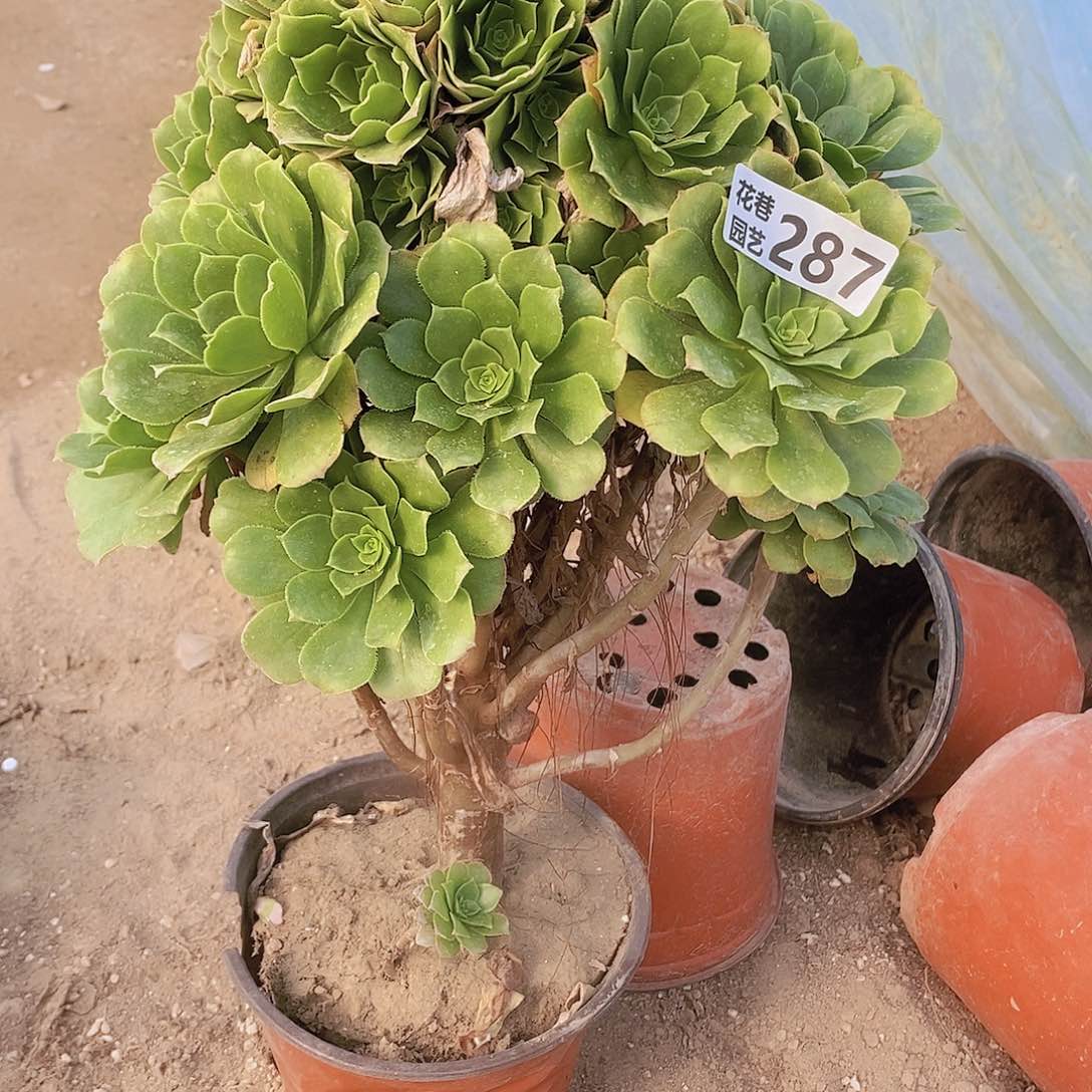 287 号一物一拍多肉植物