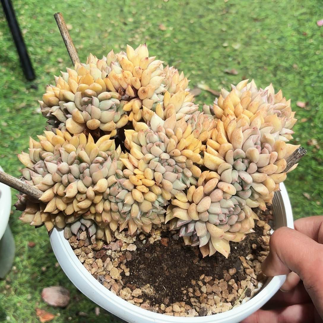 黄金璀璨缀化多肉植物