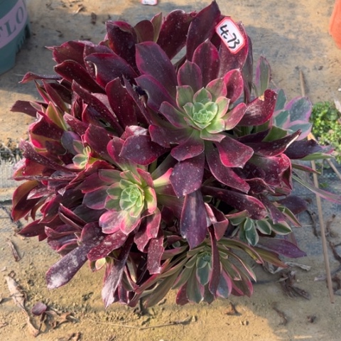 4-73金丝多肉植物