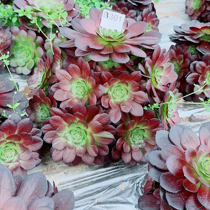 黑寡妇万圣节301