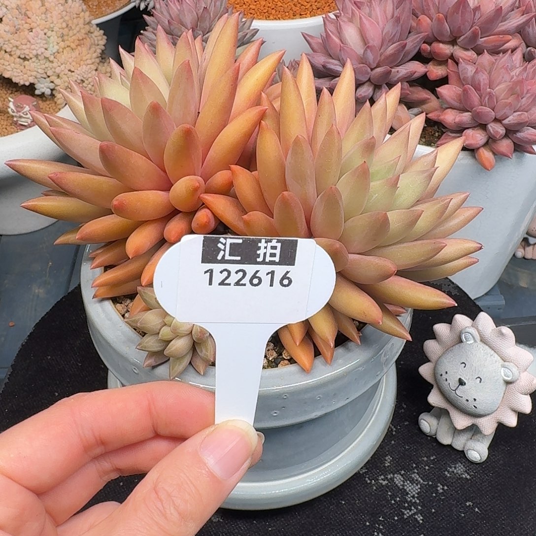 精品多肉植物122616