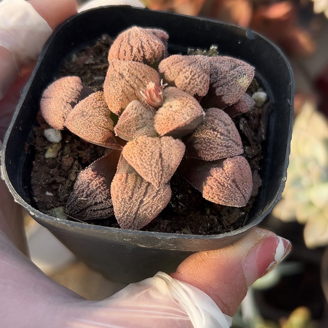 多肉植物多肉植物