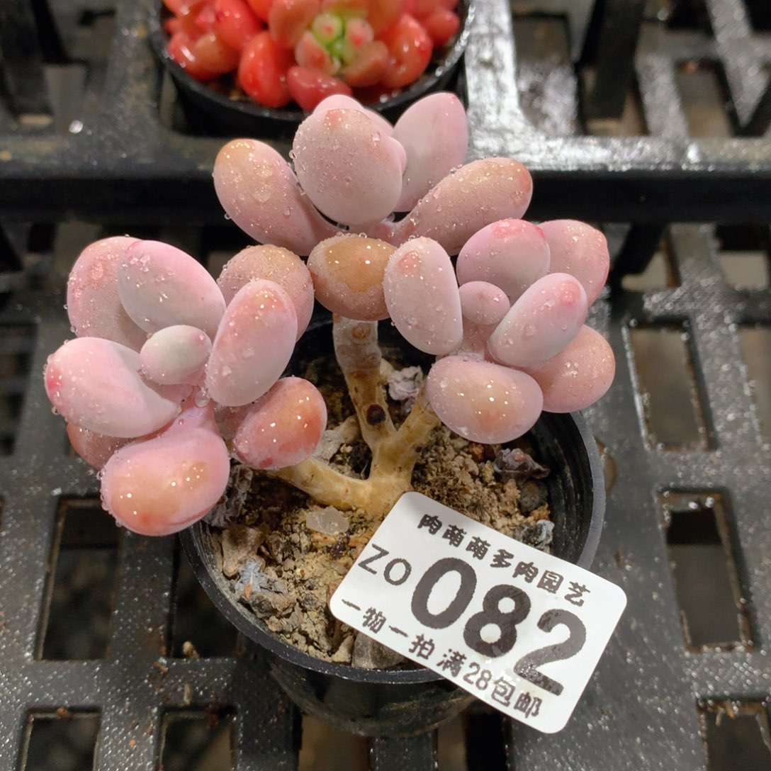 肉萌萌拇指盆精控多肉ZO082