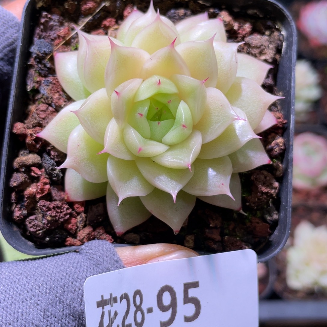花利美28-95冰玉 
