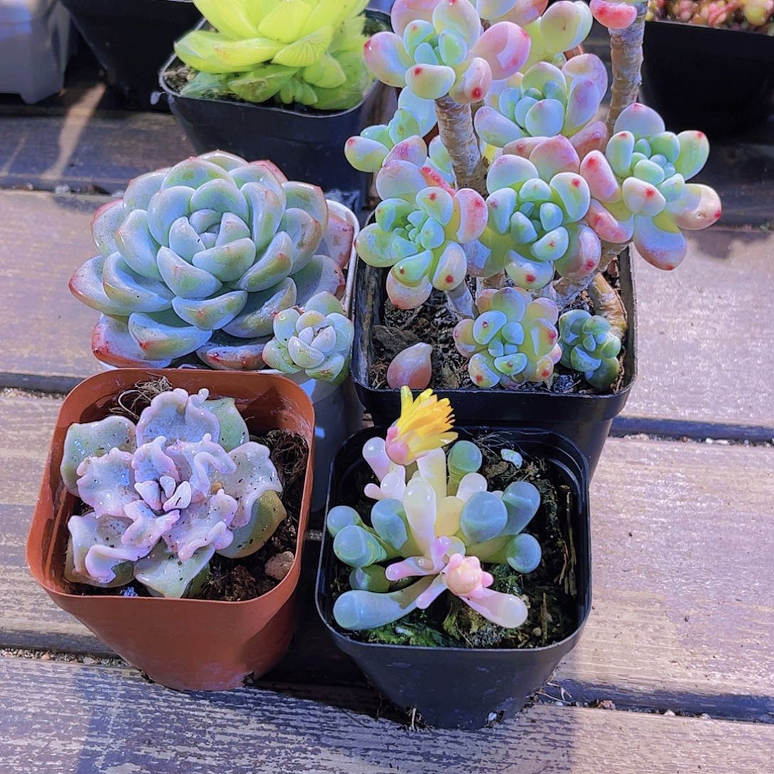 罗琦。冰玉单头。白饺子。五十铃