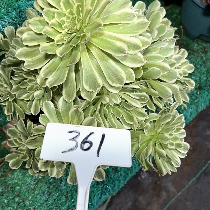 多肉植物次郎法师