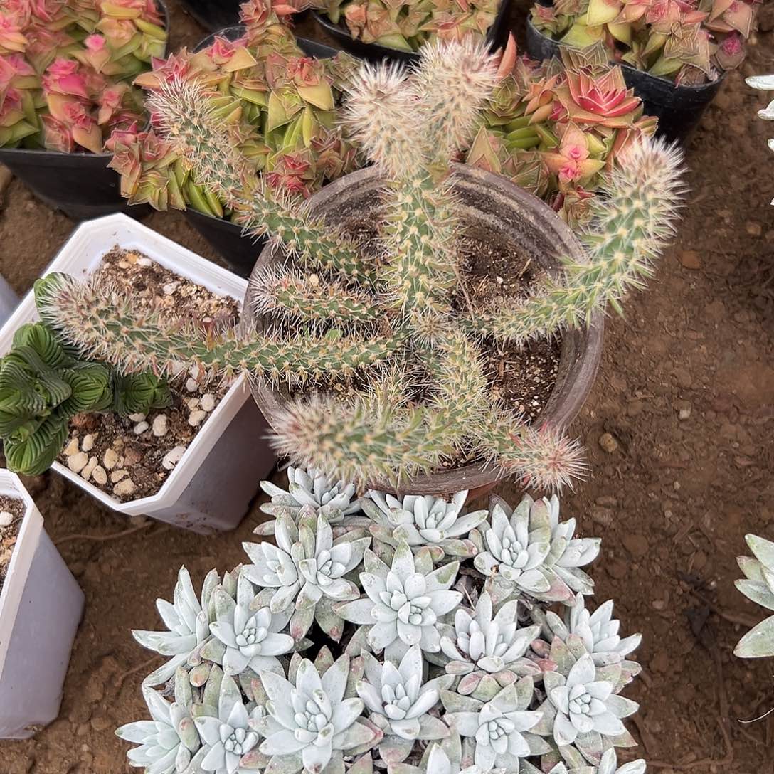 多肉植物松鼠团扇