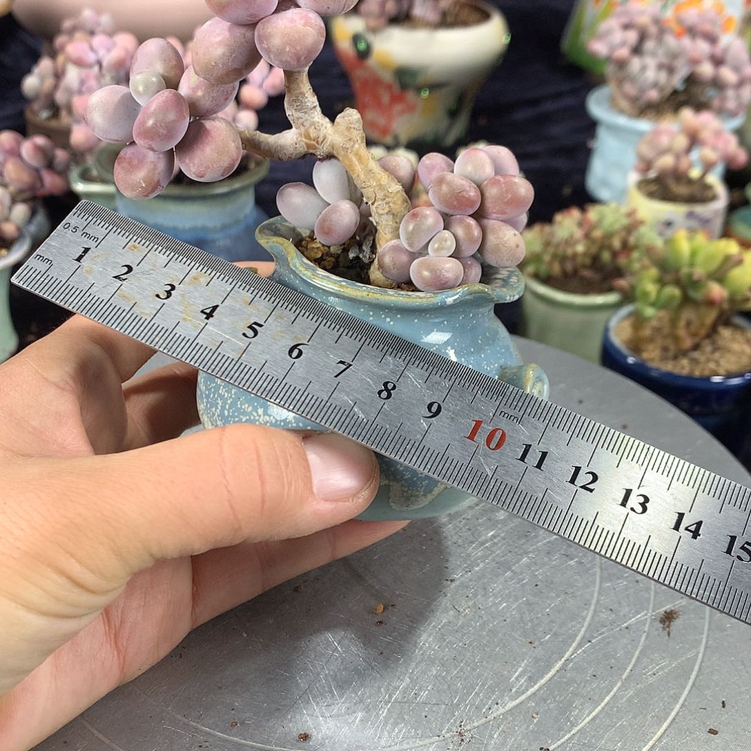 82号带盆偏远地区不包邮的