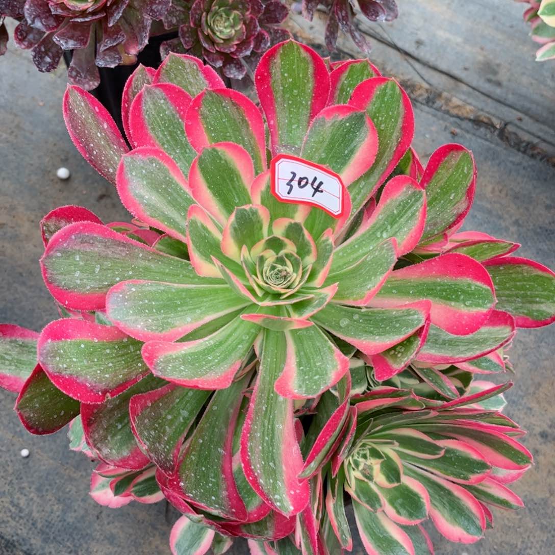 多肉植物304号多肉植物