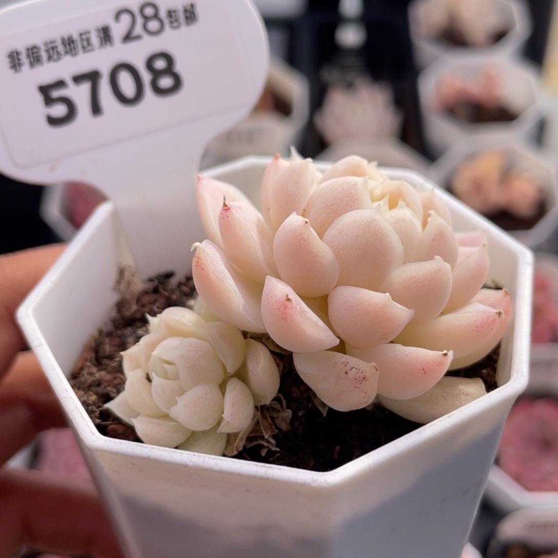 白月影5708-5.0厘米