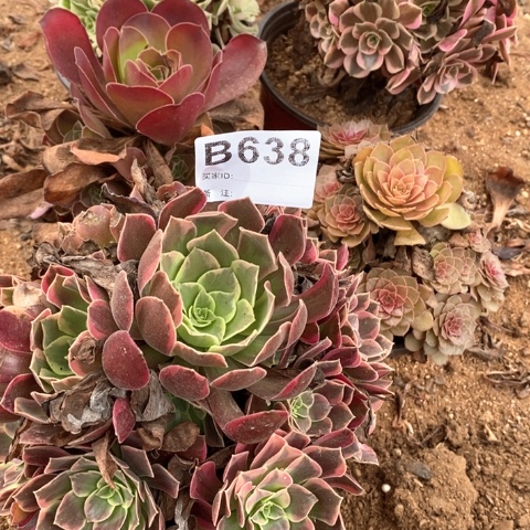 可***9638五颗法师多肉植物