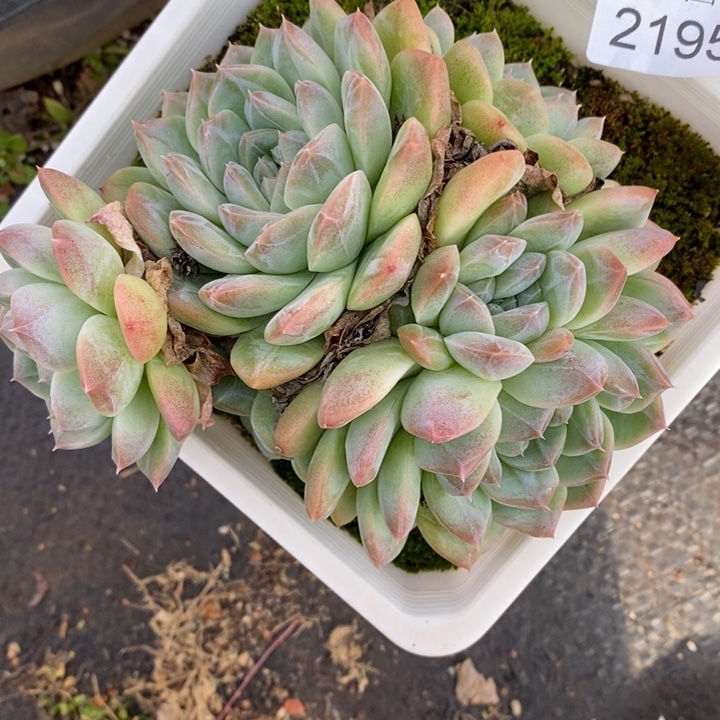 ****¹2195杂交老桩基地～12厘米