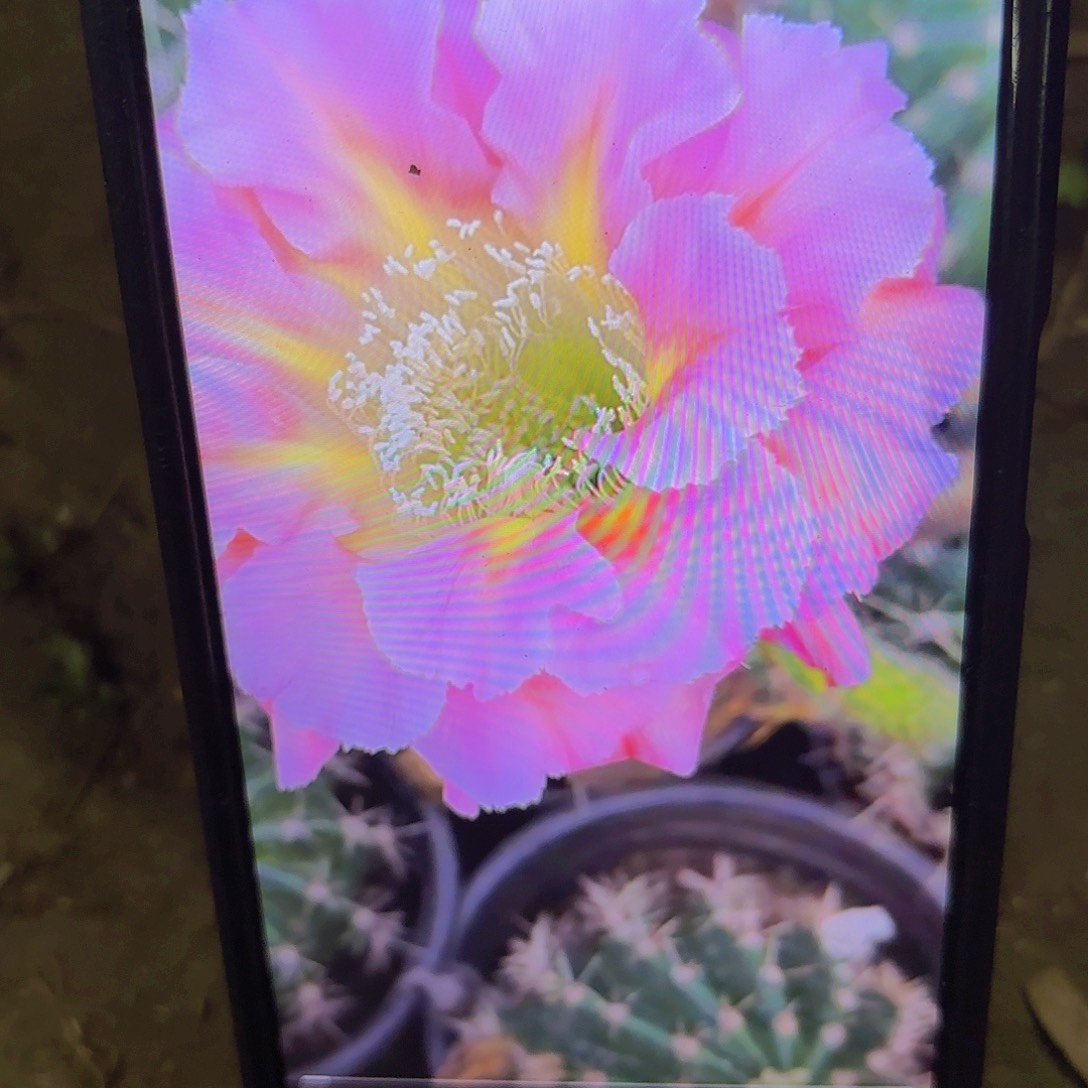 粉黛彩侧牙20包邮瑕仙人球