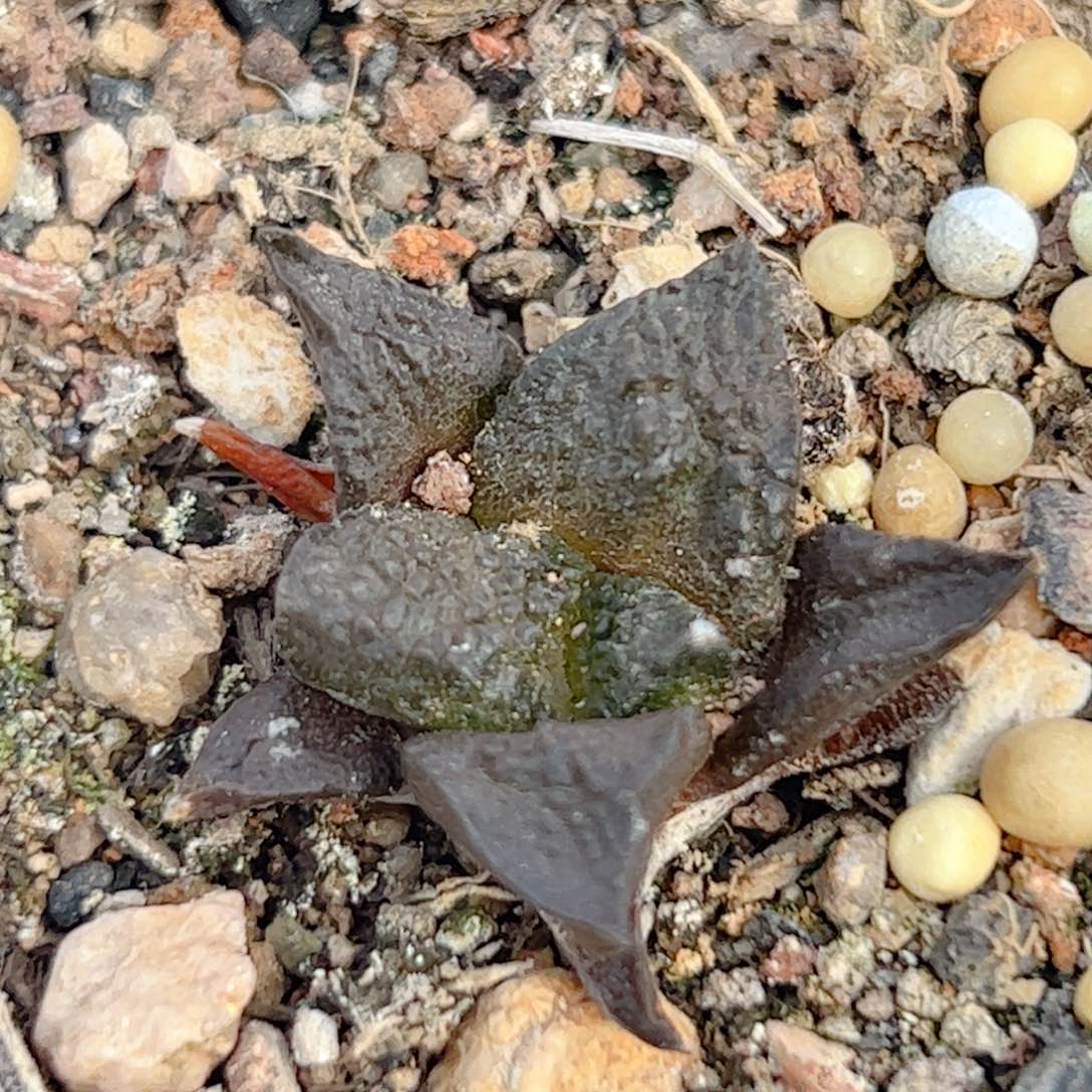 实生 龟甲牡丹仙人球