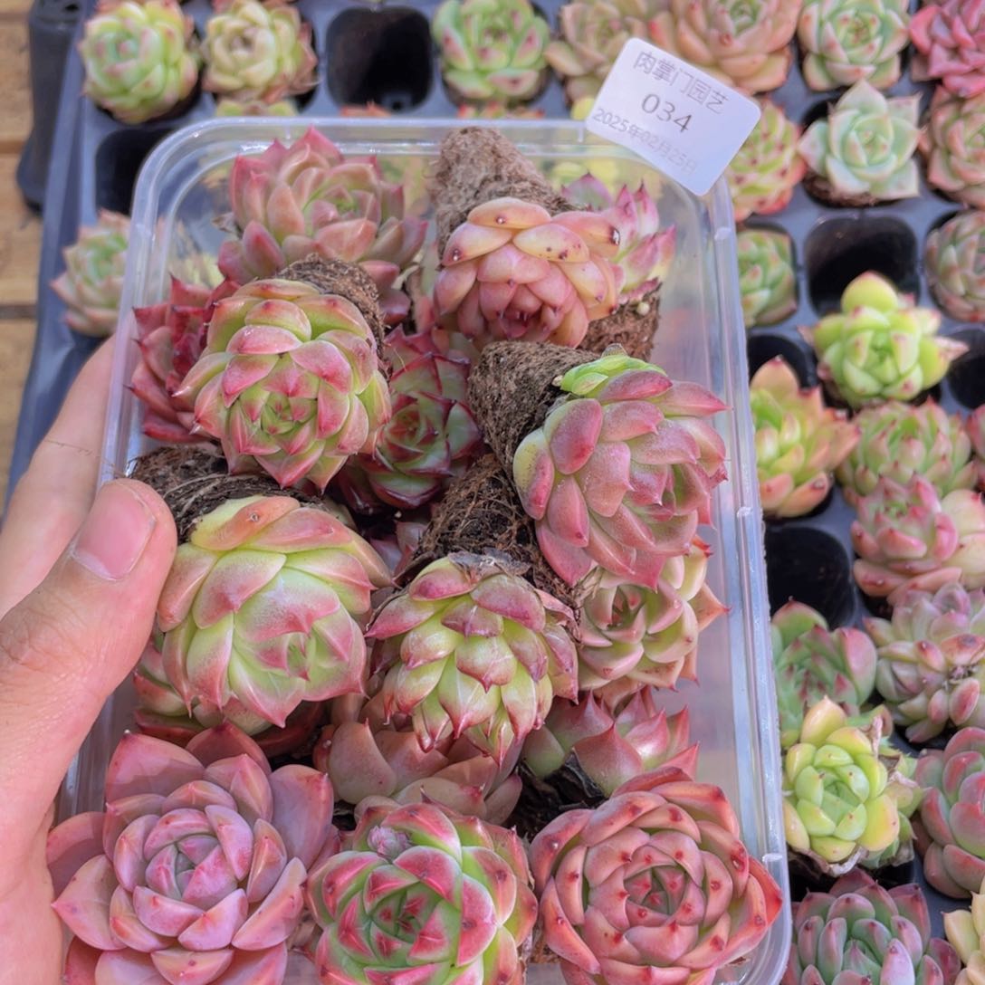 开心快乐幸福034