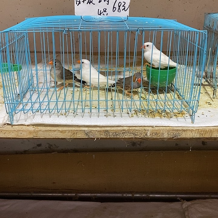 文鸟小*子珍珠白加灰，包活到家