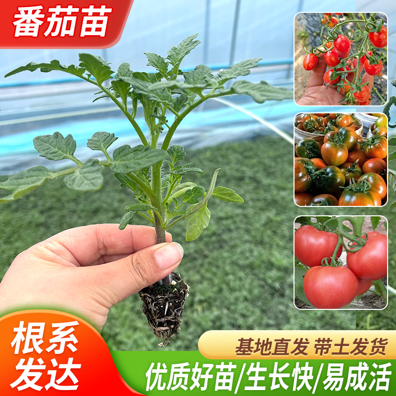 【番茄苗】西红柿秧苗沙瓤大粉番茄大红番茄口感番茄小番茄苗盆栽