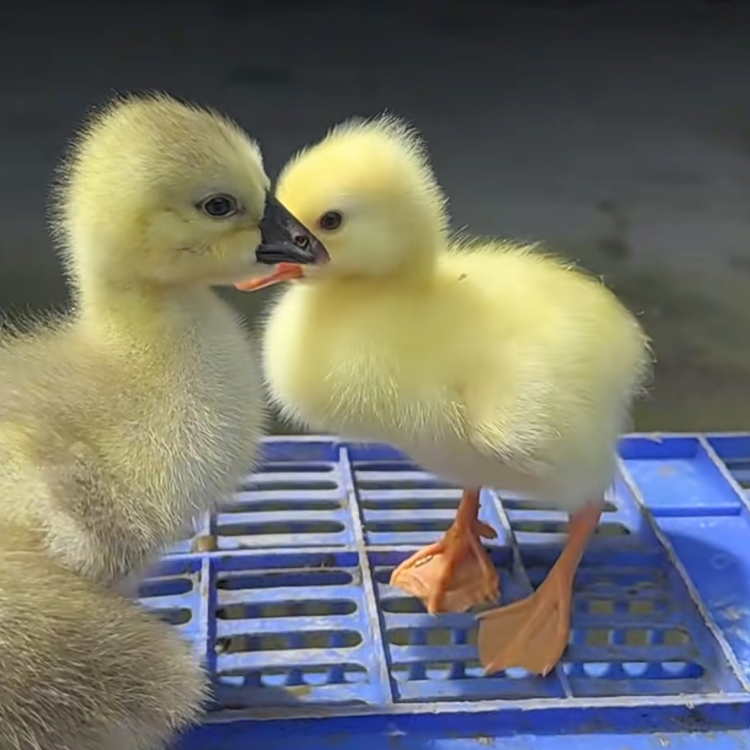 饶平原产地可爱好养宠物活体狮头出壳苗包路损