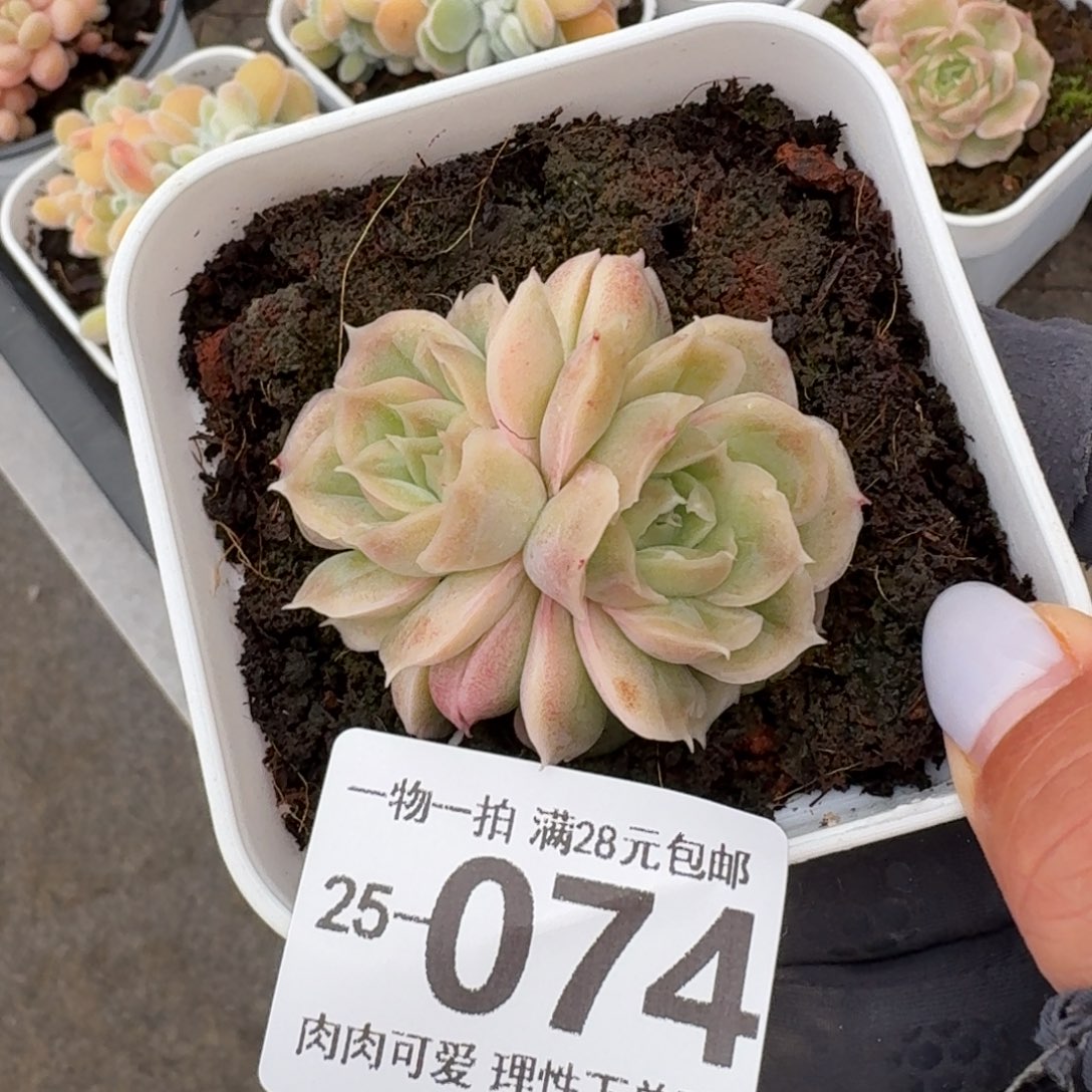 水晶虾饺无盆土发货无