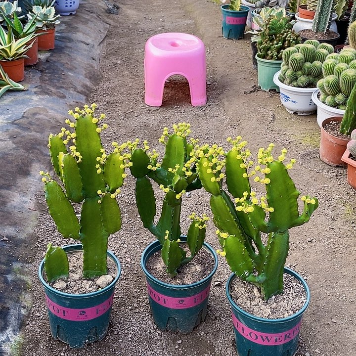 用***5完全开放三角大戟三个裸根发货