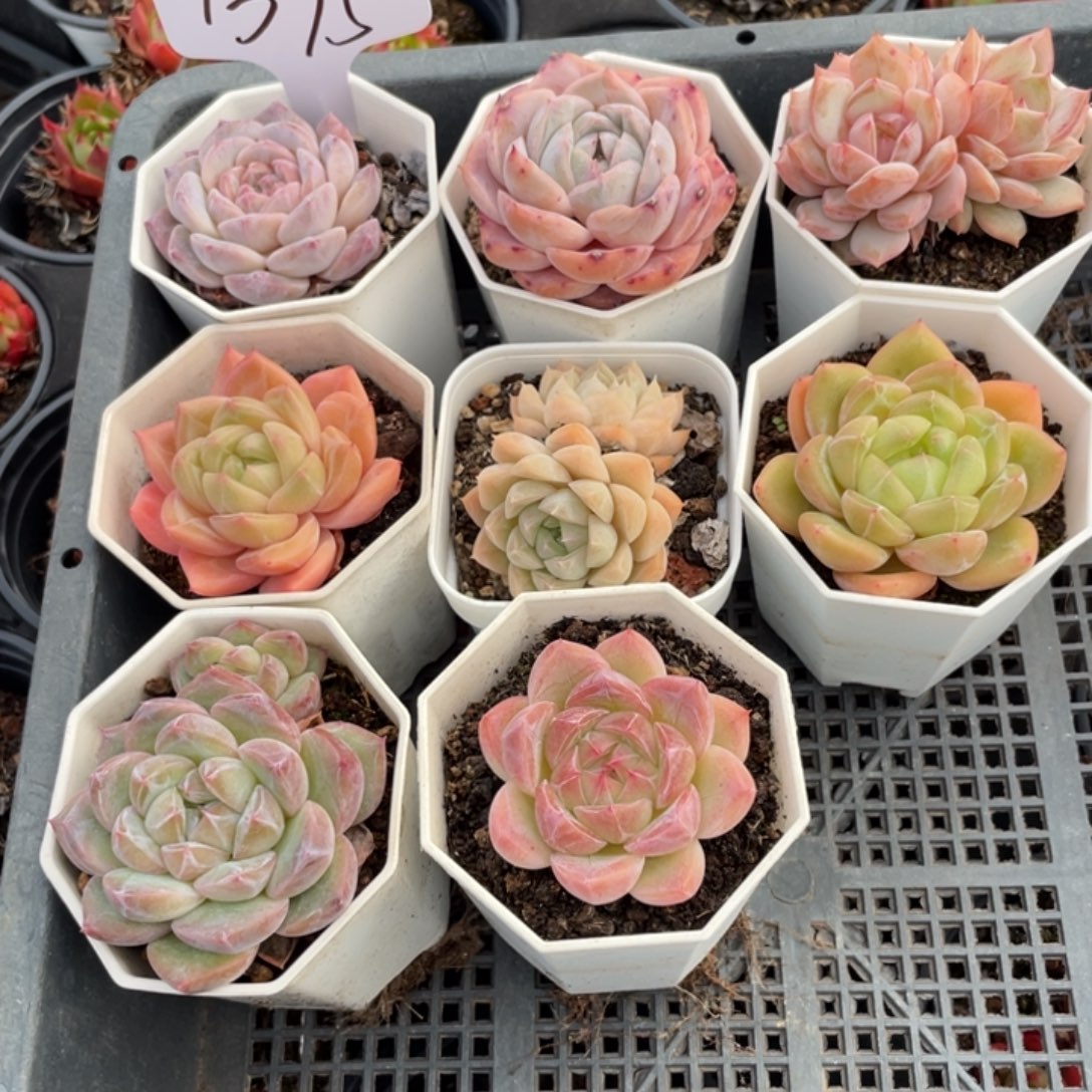 不包整散 盆子不售后1395