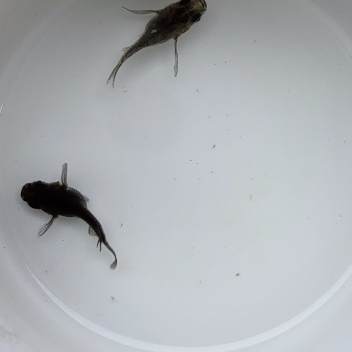 青鳉鱼大蛇球球1号