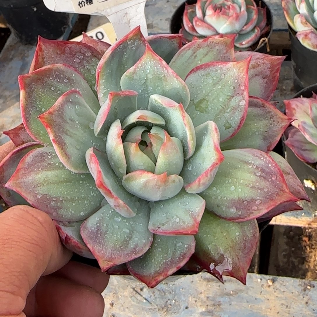 惊鸿一物一拍包装收缩花旱760