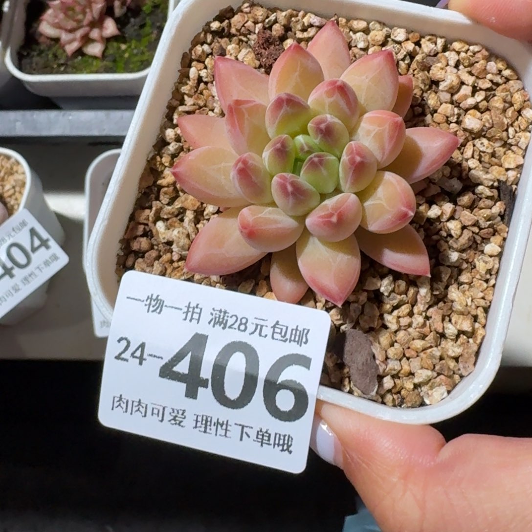 胖体青花瓷无盆土发货