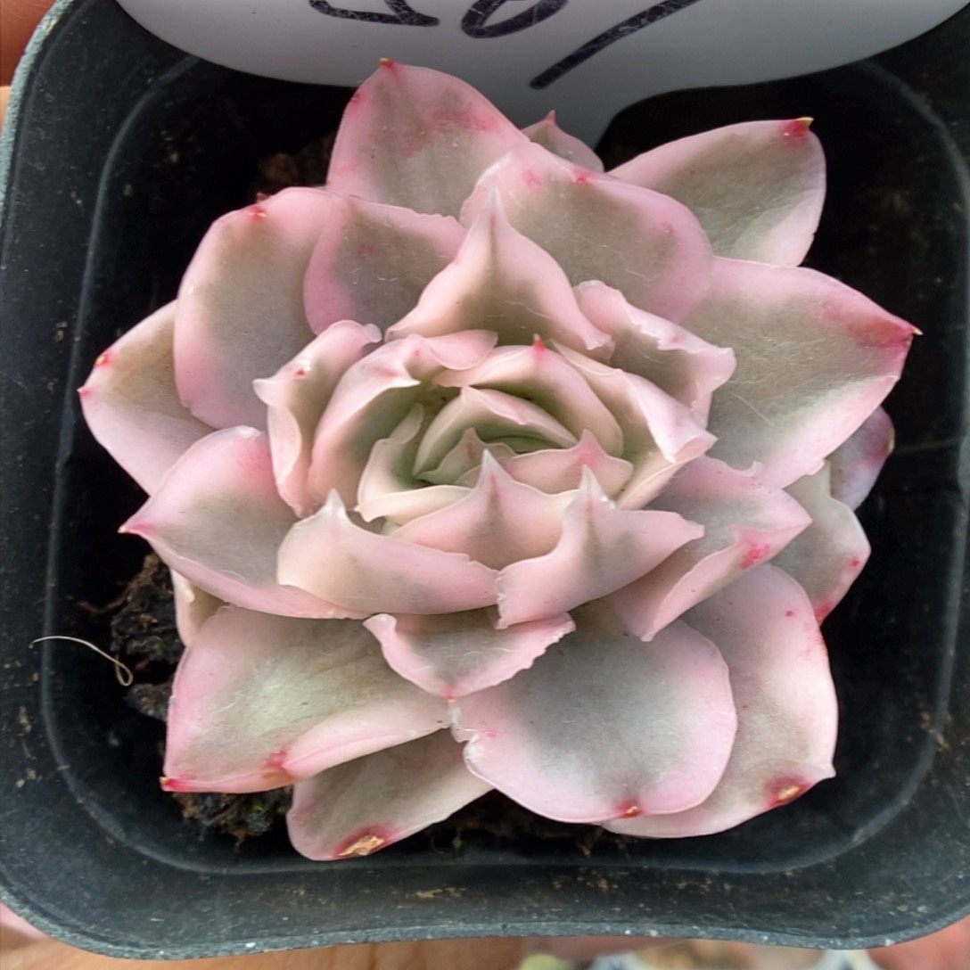 紫蝴蝶锦可拍567号。