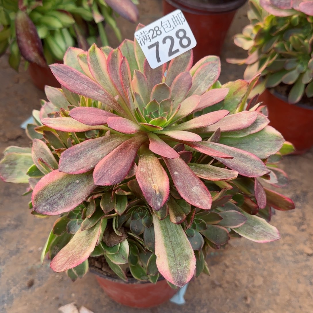 半夏多头728满28包邮断枝不包