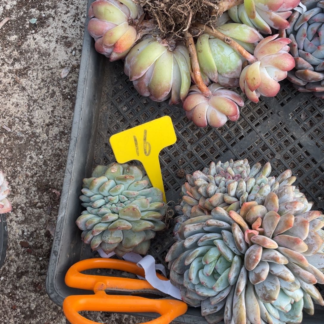 春***我星影缀星影缀16号