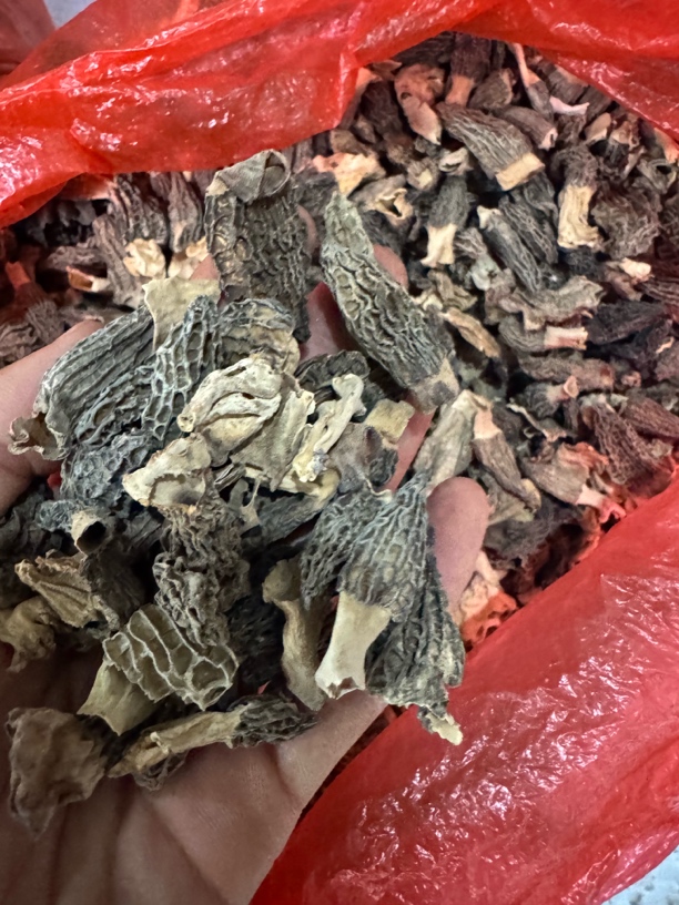 【山货 · 】现收特产干货（小羊肚菌）