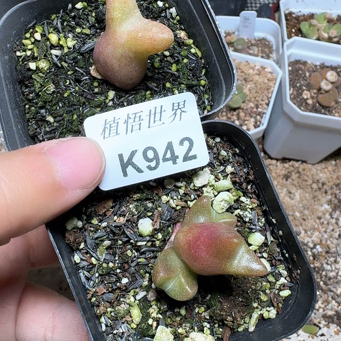 942号多肉植物哇cv
