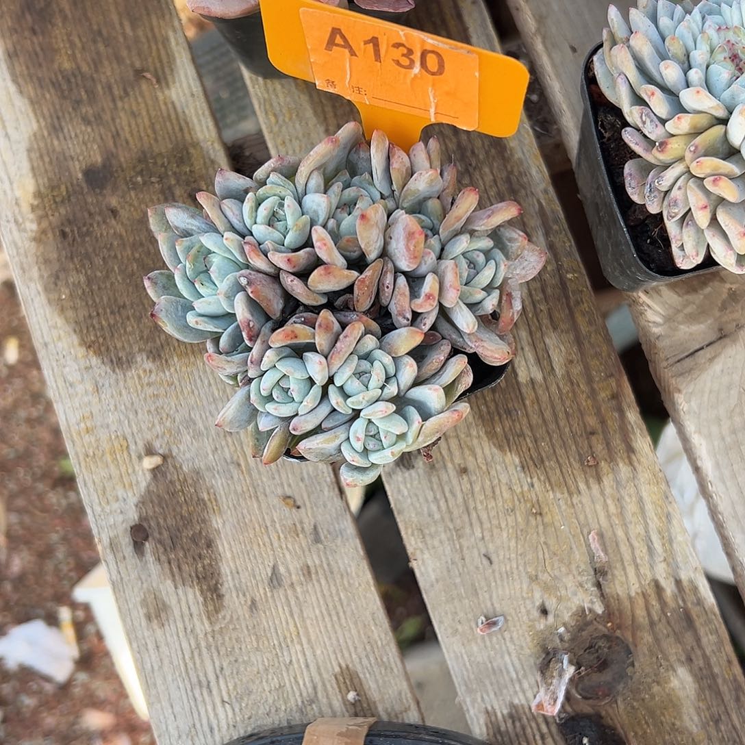 蕾***多肉植物一物一拍