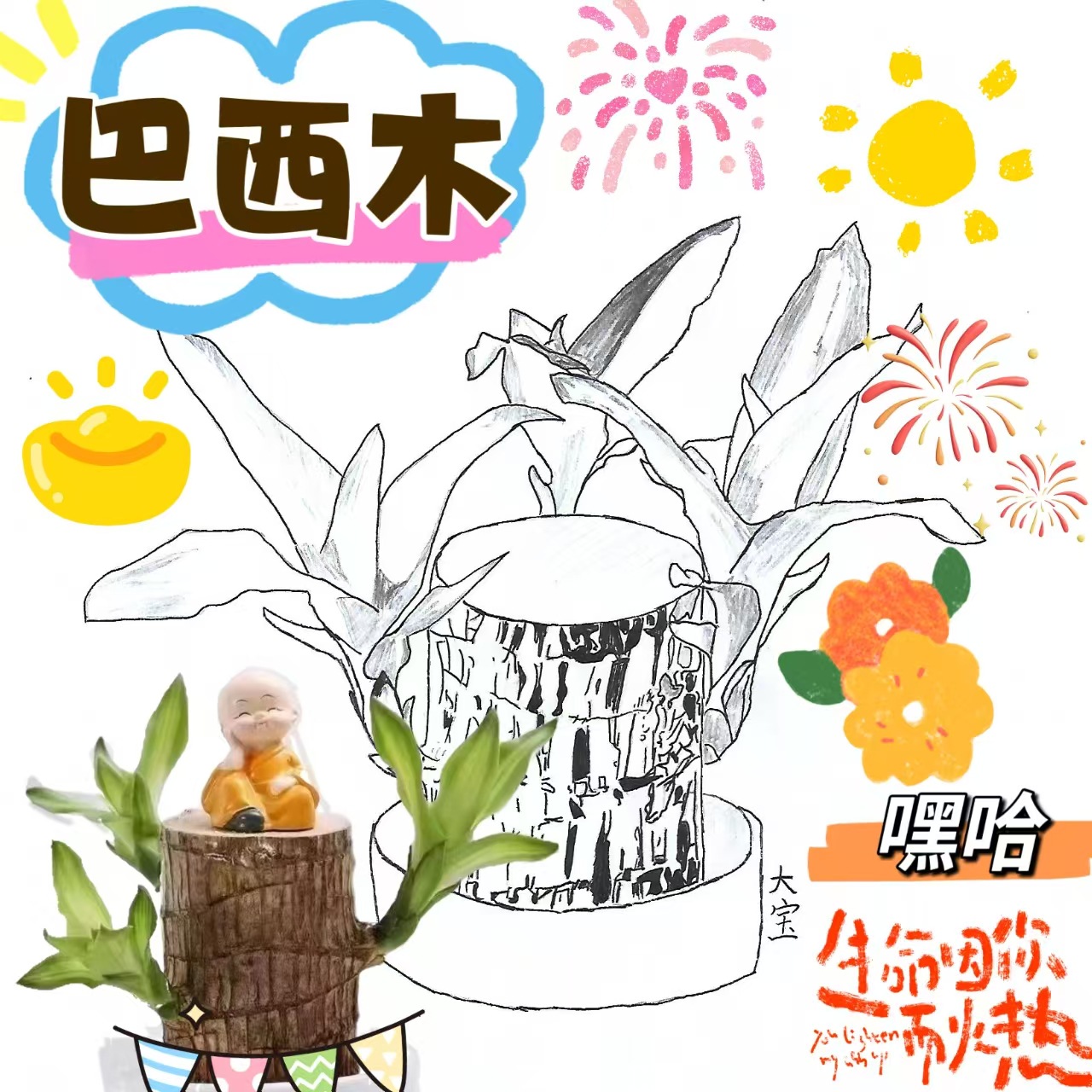 巴西木格鲁特水培养幸运木带芽开花办公桌面小盆栽易活室内绿植物