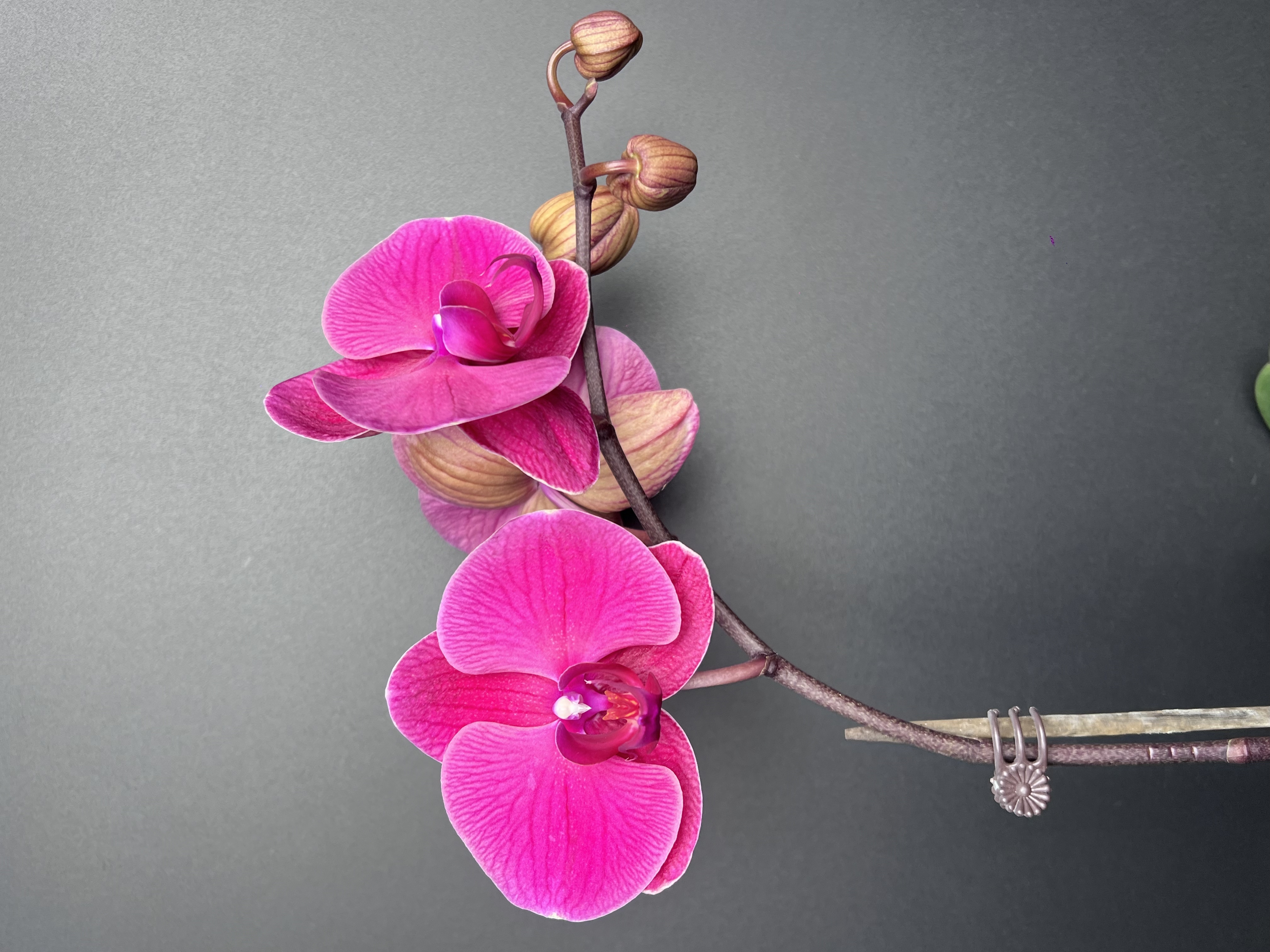 鲜花 蝴蝶兰【朝阳】(5颗以上配编织筐) 带花带苞