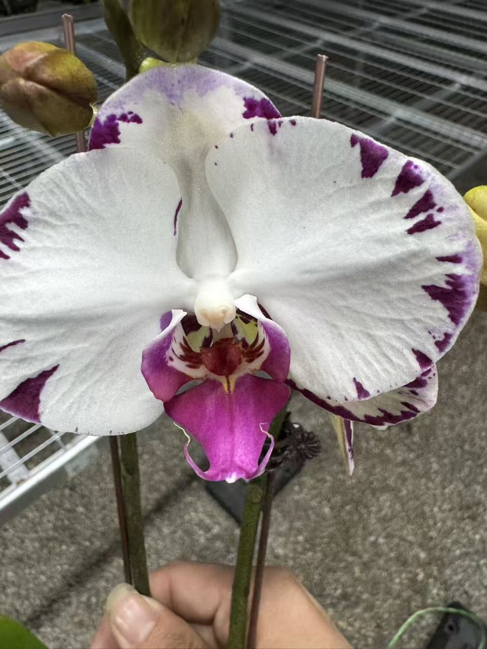花有情兰谷 【白闪电】高档蝴蝶兰鲜花盆栽