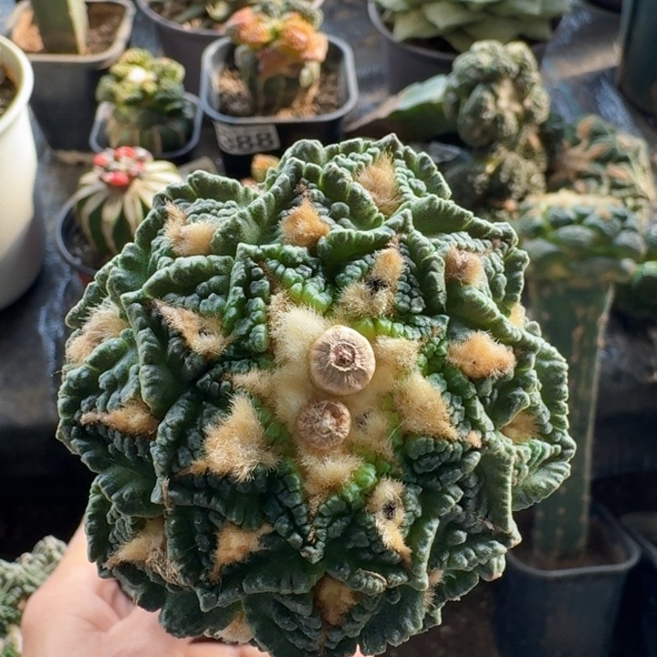 特**大341蓝白肌龟甲牡丹