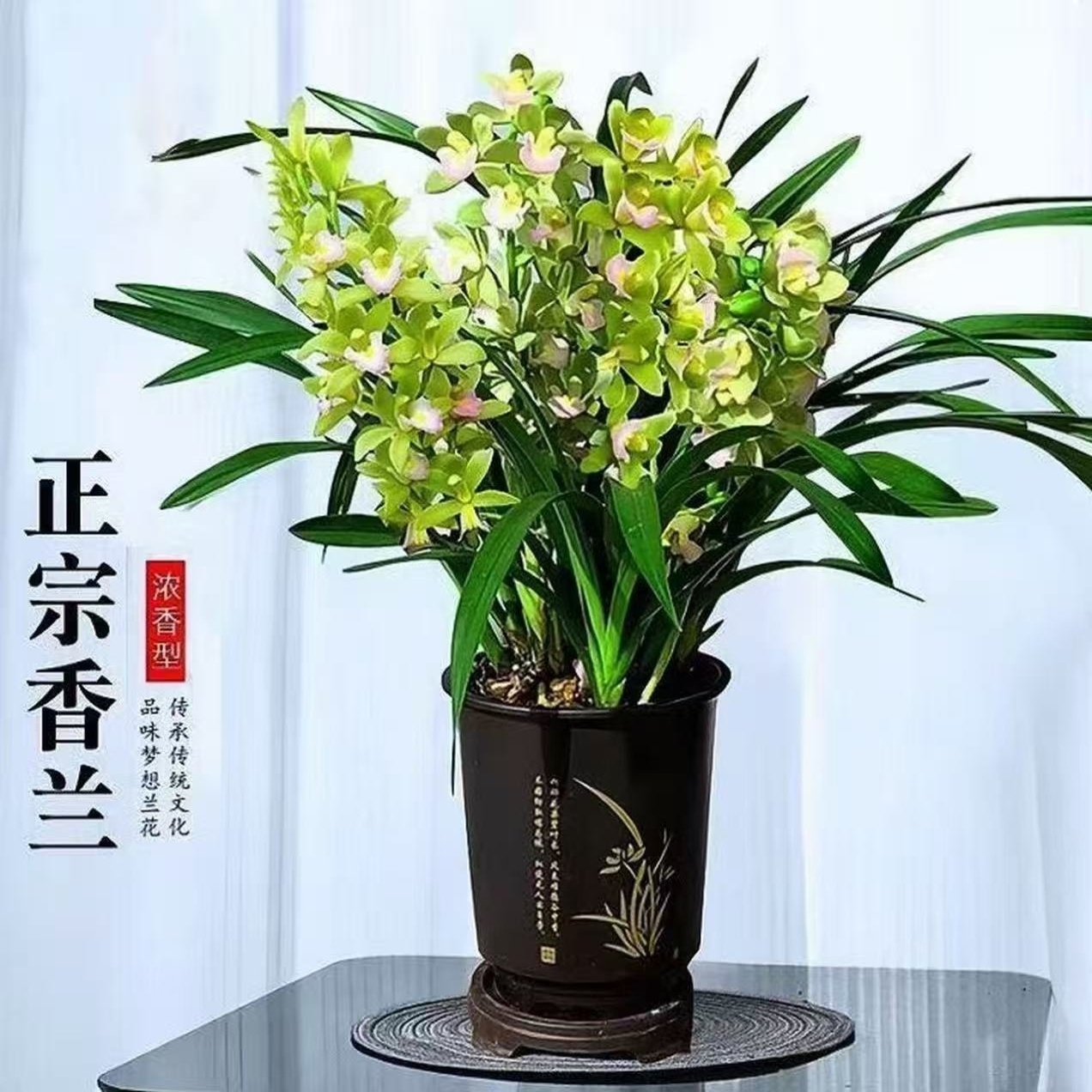 精品高端名贵兰花[香水香兰5-7支花剑]花卉室内外好养四季开花浓