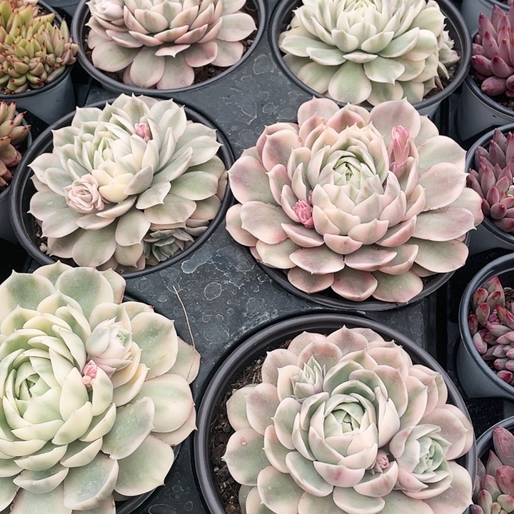 盎司诺锦18.8一盆8888888