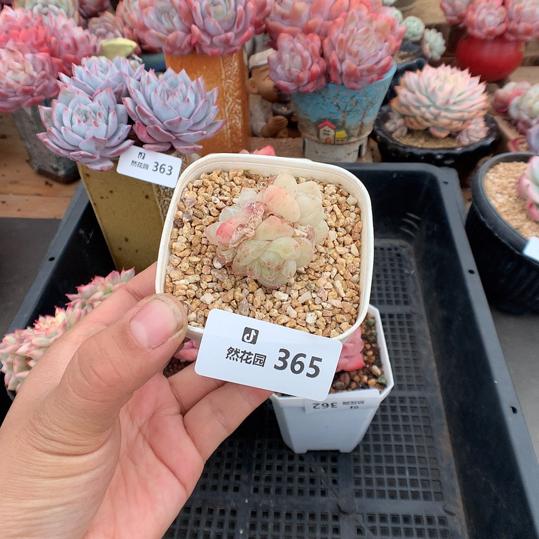 365冰玉石化多肉植物一物一拍